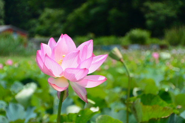 テスト画像-20150628-247