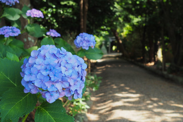 テスト画像-20170702-017