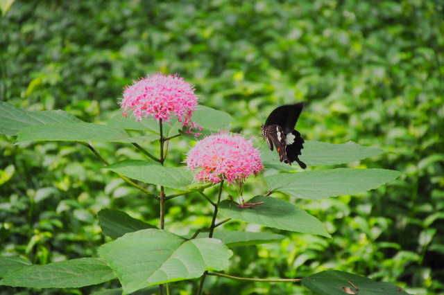 テスト画像-20200723-064