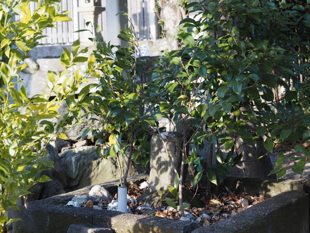 馬瀬神社の境内にまつられる山神(伊勢市馬瀬町)