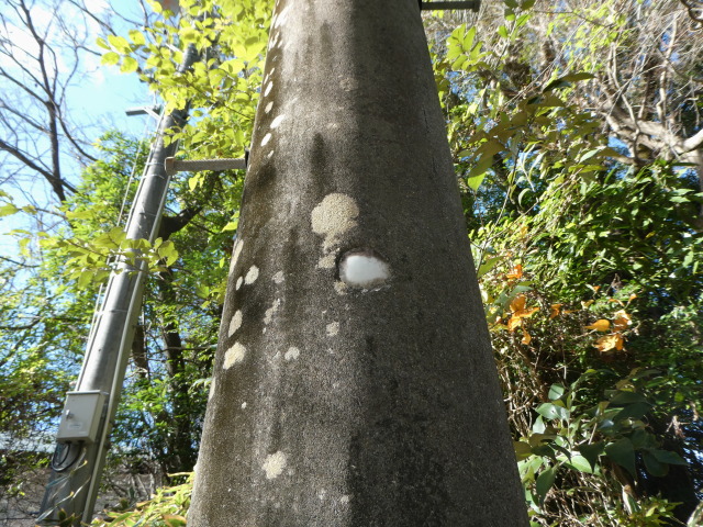 何年生まれか不明な電柱(倭姫宮参道にて)