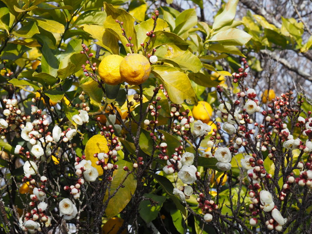 伊勢市二見町溝口にて