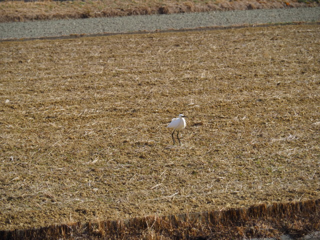 伊勢市御薗町新開にて