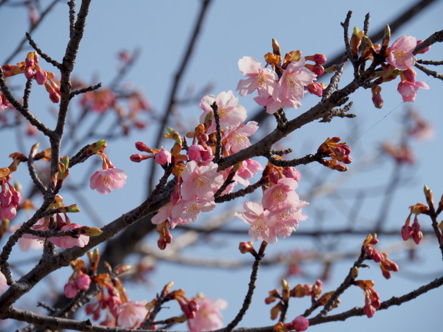 笠松河津桜ロードにて