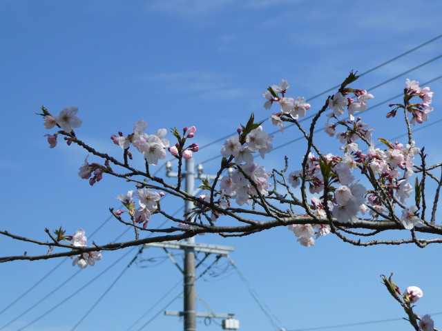 宮川堤(右岸 度会橋上流側)