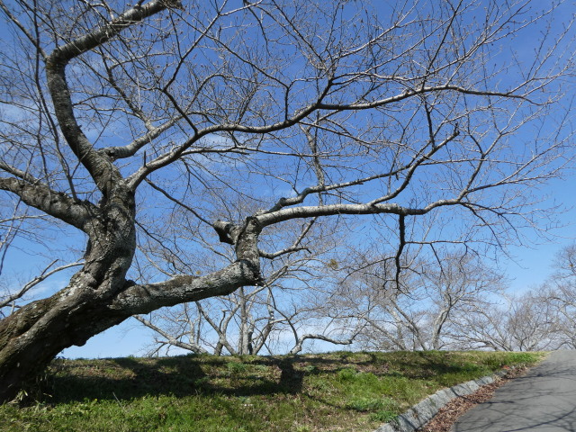 宮川堤(右岸 度会橋上流側)