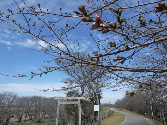 宮川堤(境楠付近)