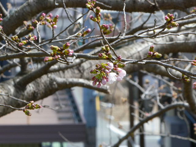 宮川堤(境楠付近)