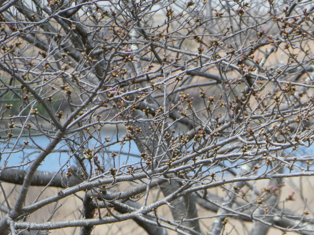 宮川堤(周防堤付近)