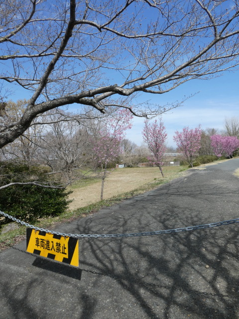 宮川堤(棒堤付近)