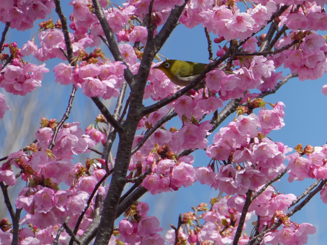 宮川堤(棒堤付近)